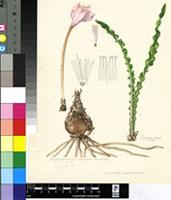 Haemanthus crispus Snijman