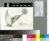 Haemanthus humilis Jacq.