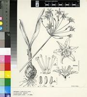 Hessea unguiculata W.F.Barker