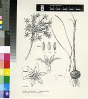 Hessea cinnamomea (L'Hér.) T.Durand & Schinz