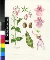 Diascia racemulosa Benth.
