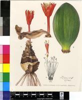Haemanthus unifoliatus Snijman