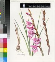 Gladiolus varius F.Bolus