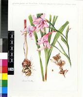 Gladiolus geardii L.Bolus