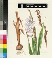 Gladiolus saxatilis Goldblatt & J.C.Manning