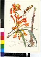 Crocosmia pearsei Oberm.