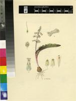 Lachenalia martinae W.F.Barker
