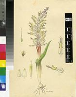 Lachenalia ventricosa Schltr. ex W.F.Barker