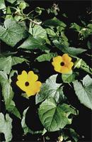 Thunbergia alata Bojer ex Sims