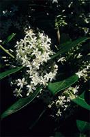 Acokanthera oblongifolia (Hochst.) Codd