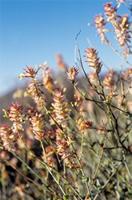 Dyerophytum africanum (Lam.) Kuntze