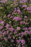 Agathosma thymifolia Schltdl.