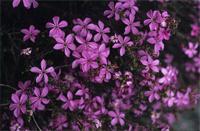 Acmadenia sheilae I.Williams