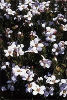 Adenandra uniflora (L.) Willd.