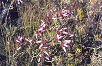 Erica aristata Andrews