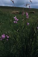 Dierama insigne N.E.Br.