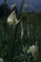 Dierama luteoalbidum I.Verd.
