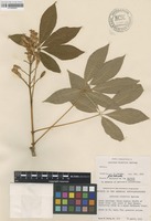 Neotype of Aesculus sylvatica Bartram [family SAPINDACEAE]