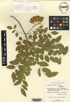 Isotype of Ateleia popenoei Correll [family FABACEAE]