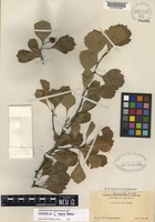 Filed as Crataegus senta Beadle [family ROSACEAE]