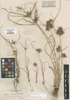 Isotype of Cyperus parishii Britton ex Parish [family CYPERACEAE]
