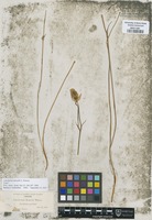 Type? of Calochortus howellii S. Watson [family LILIACEAE]