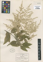 Type of Iresine pringlei S. Watson [family AMARANTHACEAE]