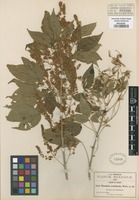 Type of Thouinia acuminata S. Watson [family SAPINDACEAE]