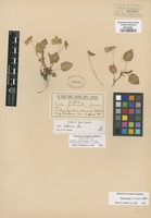 Original material of Viola fulcrata Greene [family VIOLACEAE]