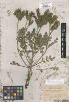 Isotype of Phacelia crenulata Torr. ex S. Watson var. bakeri Brand [family HYDROPHYLLACEAE]