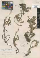 Original material of Allocarya mollis (A. Gray) Greene [family BORAGINACEAE]