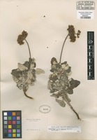 Original material of Eriogonum rubescens Greene [family POLYGONACEAE]