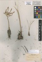Type of Pitcairnia palmeri S. Watson [family BROMELIACEAE]
