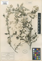 Type of Iresine discolor Greenm. [family AMARANTHACEAE]