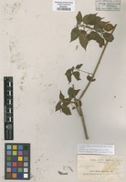 Syntype of Acalypha villosa Jacq. var. latiuscula Pax & K. Hoffm. [family EUPHORBIACEAE]