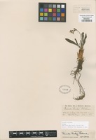 Isotype of Primula serra Small [family PRIMULACEAE]