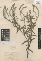 Original material of Allocarya vestita Greene [family BORAGINACEAE]