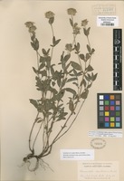 Original material of Monardella odoratissima Benth. ssp. glauca Epling [family LAMIACEAE]