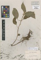 Isotype of Isoloma urticifolium Rusby [family LINDSAEACEAE]