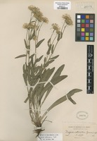 Type of Erigeron striatus Greene [family ASTERACEAE]