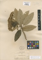 Isotype of Gynoxys alternifolia Sch. Bip. [family ASTERACEAE]