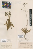 Type of Hieracium greenei A. Gray [family ASTERACEAE]