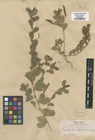 Original material of Chamaecrista rotundifolia (Pers.) Greene [family FABACEAE]