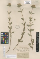 Original material of Monardella odoratissima Benth. ssp. glauca Epling [family LAMIACEAE]