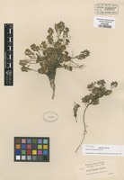 Isotype of Draba cyclomorpha Payson [family BRASSICACEAE]