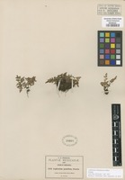 Isotype of Asplenium chihuahuense Baker [family ASPLENIACEAE]
