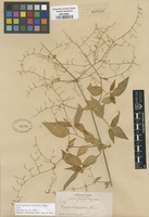 Type of Iresine jaliscana Uline & W.L. Bray [family AMARANTHACEAE]