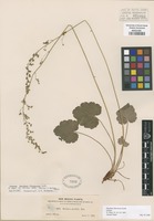 Isotype of Heuchera flavescens Rydb. [family SAXIFRAGACEAE]
