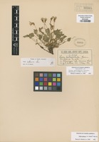 Original material of Viola petrophila Greene [family VIOLACEAE]