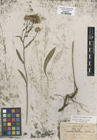 Type of Erigeron striatus Greene [family ASTERACEAE]